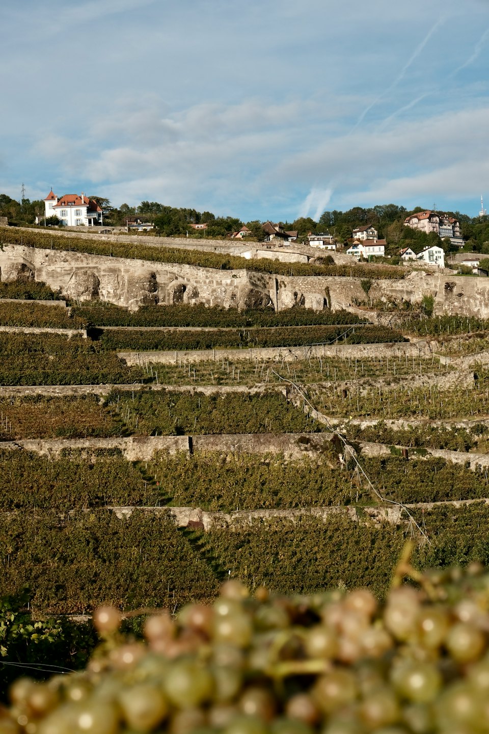 Terrazzamenti di vigneti che salgono verso un gruppo di case in collina.