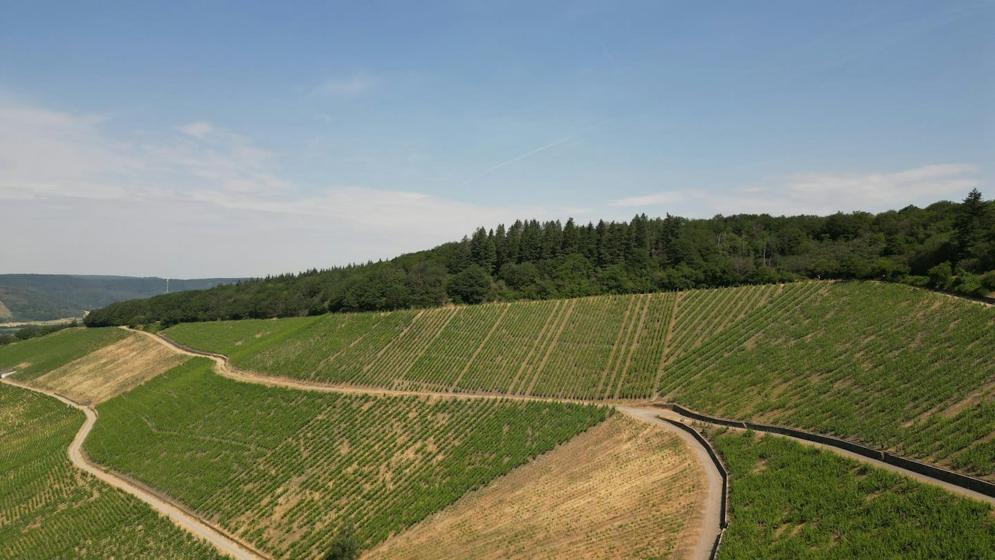 Vigneti a terrazze coprono dolci colline che conducono verso una fitta foresta.