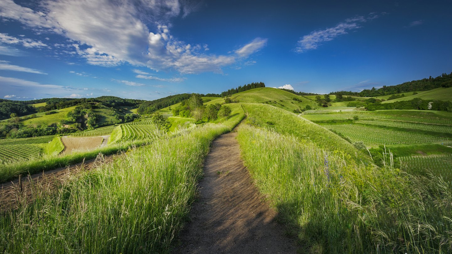Sentiero sterrato tortuoso tra colline verdi e vigneti.