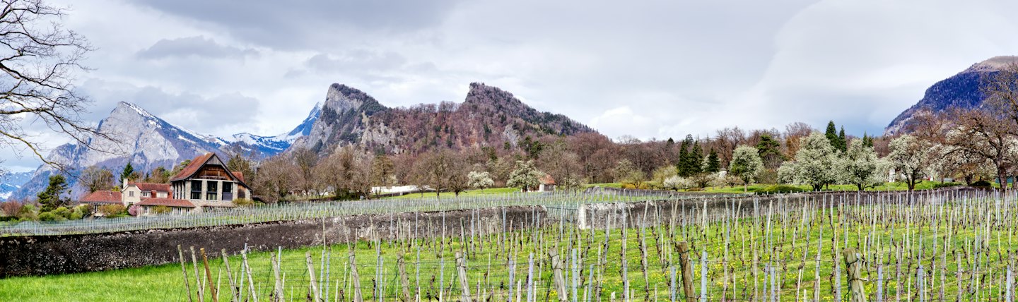 Vigne di un vigneto verde conducono a edifici in pietra sotto montagne innevate.