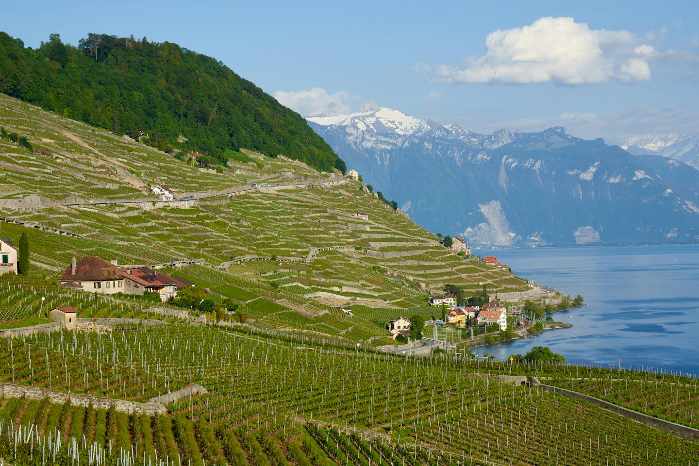 Terrazze di vigneti scendono verso un lago vicino a cime montuose.