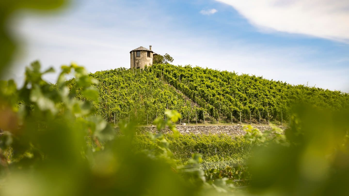 Viti di uva verde crescono su una collina terrazzata verso una torre di pietra.