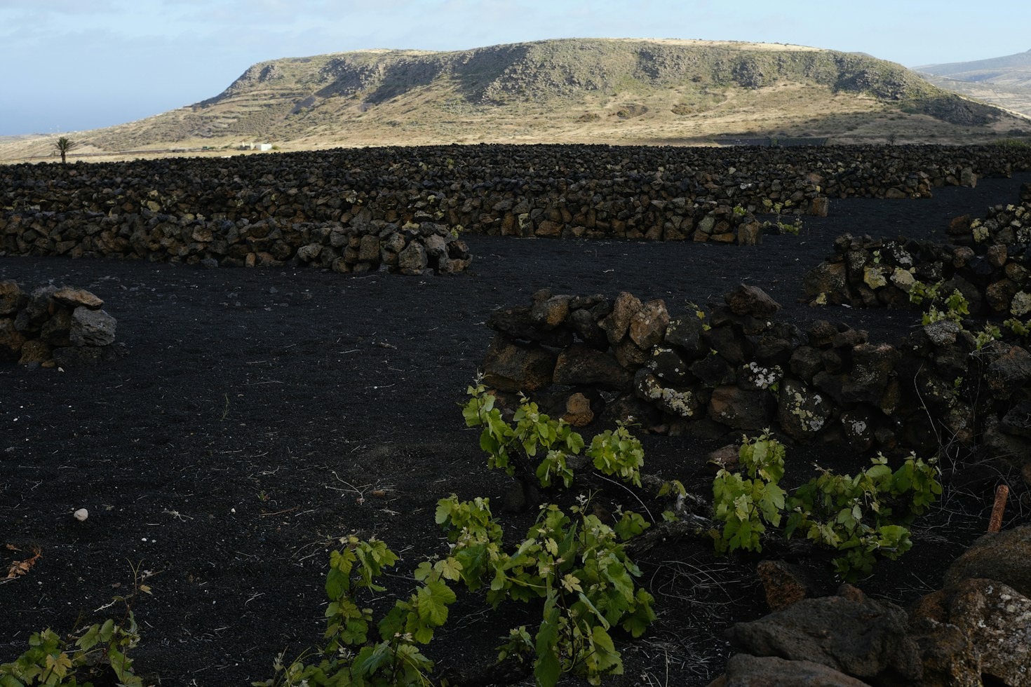 Come il Clima Alpino Influisce sull’Acidità dei Vini