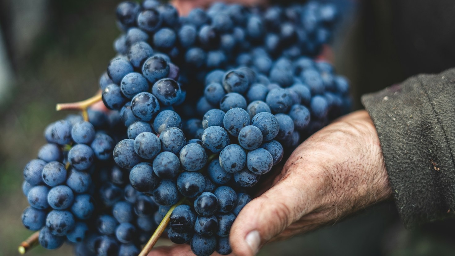 Storia e Tradizioni della Vendemmia sui Terrazzamenti