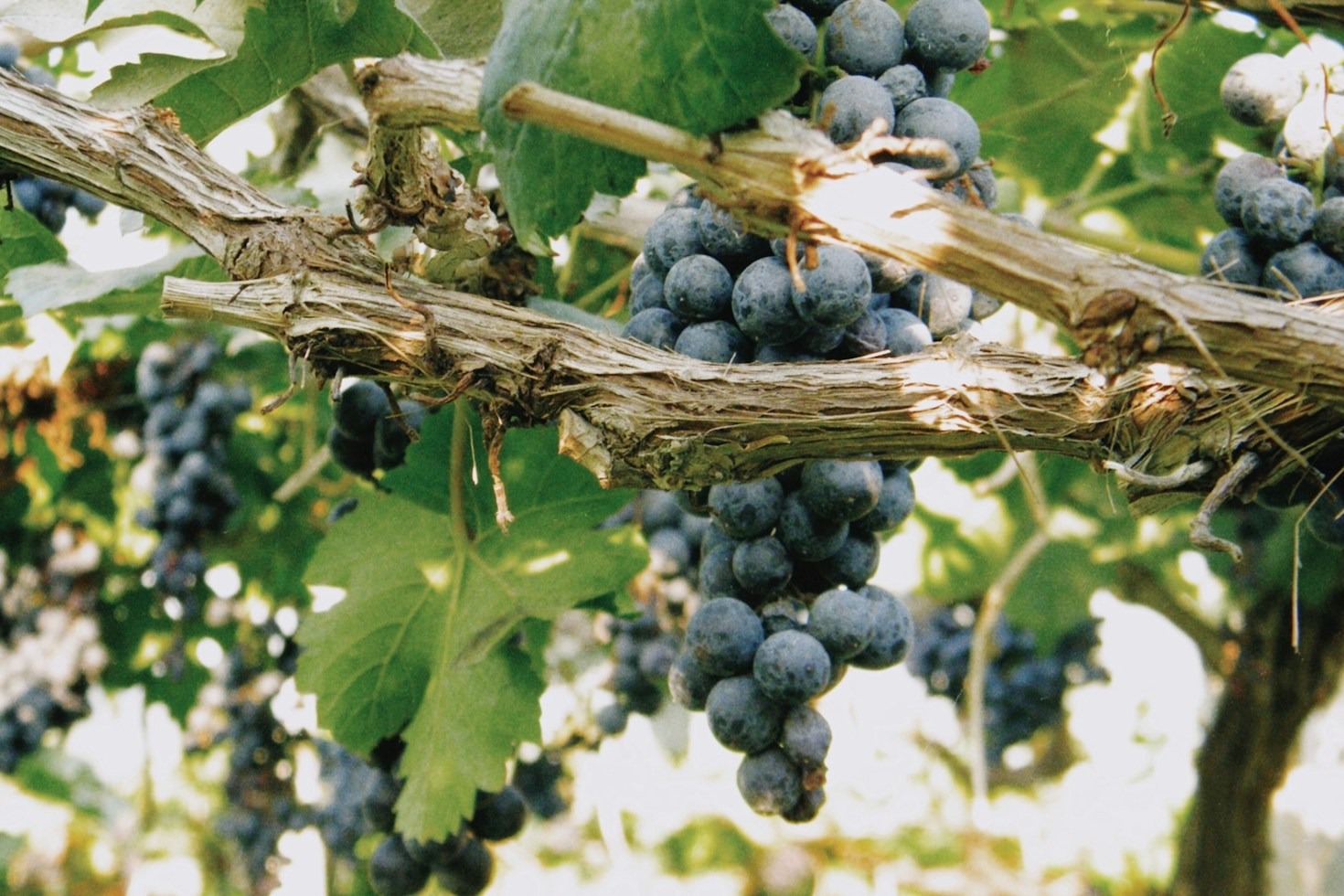 La Sostenibilità Ambientale nei Vigneti Biologici d’Alta Montagna